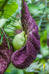 Le Jardin des senteurs   