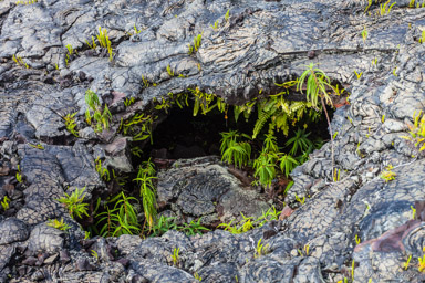 le volcan   Tunnel de lave