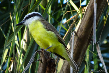  Tyran pitangua - Boat-billed Flycatcher