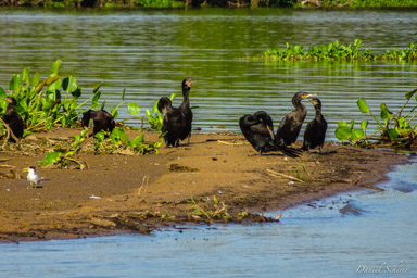   Cormoran vigua - Neotropic Cormorant