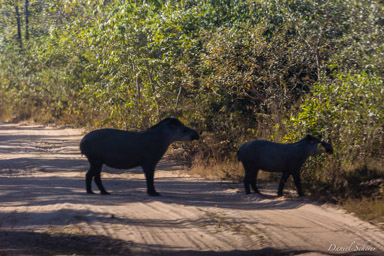   Tapir