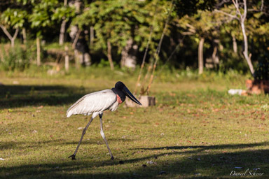  Jabiru d'Amérique - Jabiru