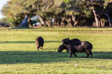   Capybara