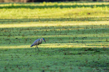   Héron flûte-du-soleil - Whistling Heron