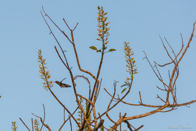   Colibri - Hummingbird