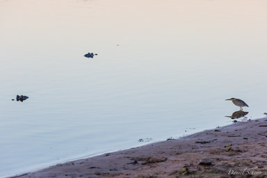   Héron strié - Striated Heron