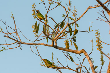   Conure couronnée - Peach fronted parakeet