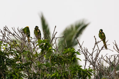   Ara noble - Red shouldered macaw