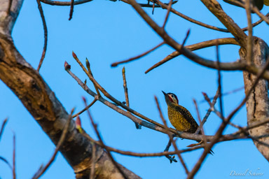   Pic vert et noir - Green-barred Woodpecker