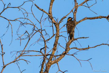   Pic champêtre - Campo Flicker