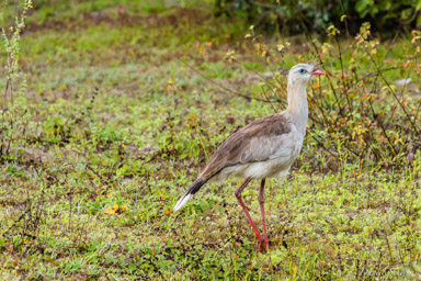   Cariama huppé - Red-legged Seriema
