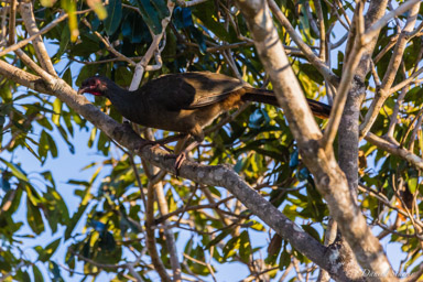   Ortalide du chaco - Chaco Chachalaca