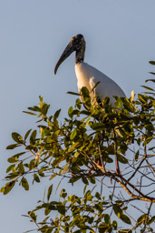   Tantale d'Amérique - Wood Stork