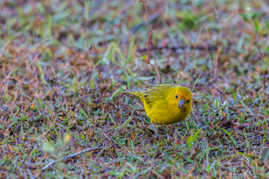   Sicale bouton-d'or - Saffron Finch
