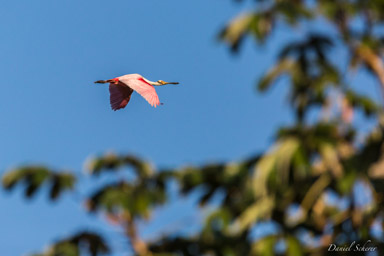   Spatule rosée - Roseate Spoonbill