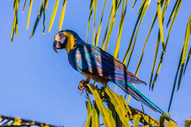 Ara bleu  Ara bleu - Blue-and-yellow Macaw