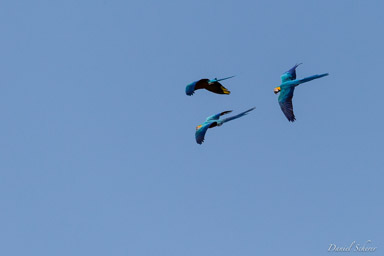   Ara bleu - Blue-and-yellow Macaw