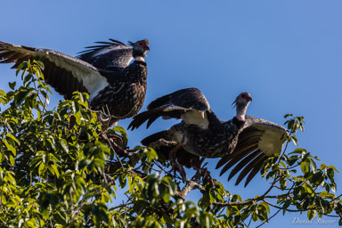   Kamichi à collier - Southern Screamer