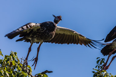   Kamichi à collier - Southern Screamer