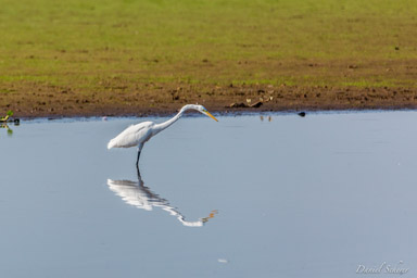   Grande Aigrette - Great Egret