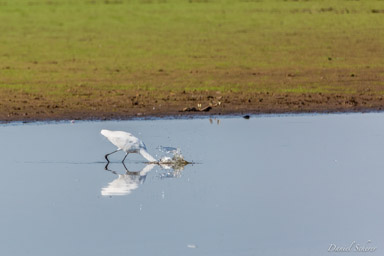   Grande Aigrette - Great Egret