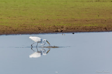   Grande Aigrette - Great Egret