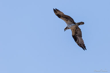   Balbuzard pêcheur - Western Osprey