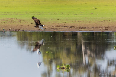   Balbuzard pêcheur - Western Osprey