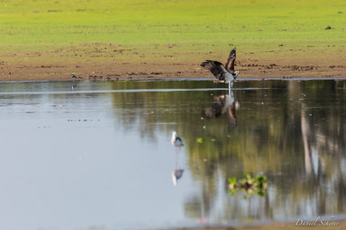  Balbuzard pêcheur - Western Osprey