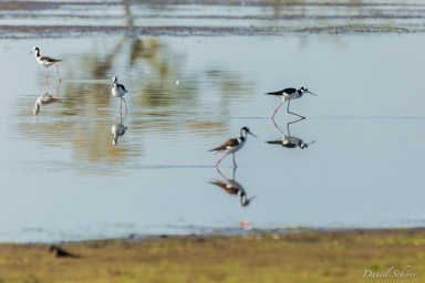   Échasse d'Amérique - Black-necked Stilt
