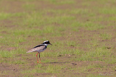   Vanneau de Cayenne - Pied Plover