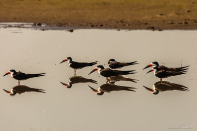   Bec-en-ciseaux noir - Black Skimmer