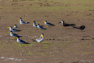   Sterne à gros bec - Large-billed Tern