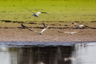   Sterne à gros bec - Large-billed Tern