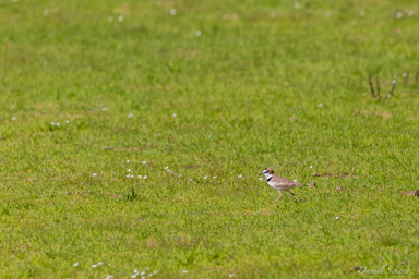   Pluvier d'Azara - Collared Plover