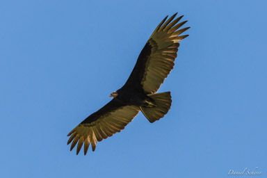  Urubu à tête jaune - Lesser Yellow-headed Vulture