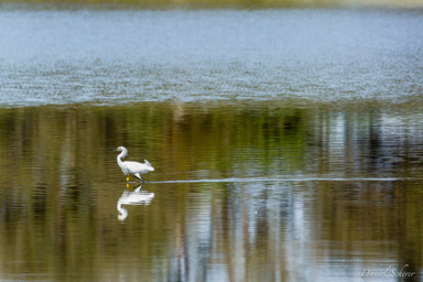   Aigrette neigeuse - Snowy Egret