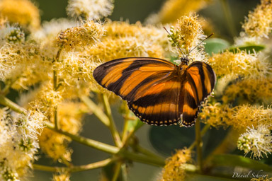   Papillon