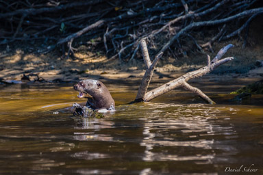   Loutre géante - Giant otter