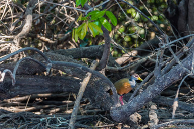   Râle de Cayenne - Grey-necked Wood Rail