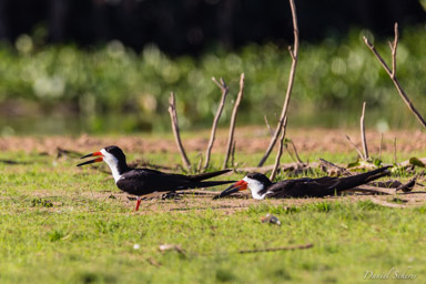   Bec-en-ciseaux noir - Black Skimmer