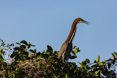   Onoré rayé - Rufescent Tiger Heron