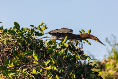   Onoré rayé - Rufescent Tiger Heron