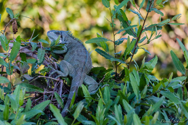   Iguane