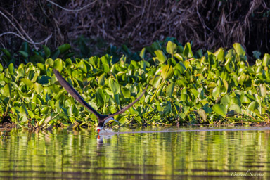   Bec-en-ciseaux noir - Black Skimmer