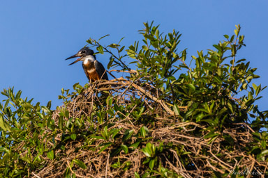   Martin pêcheur à ventre roux - Ringed Kingfisher