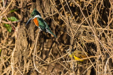   Martin-pêcheur d'Amazonie - Amazon Kingfisher