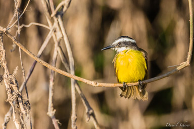   Tyran pitangua - Boat-billed Flycatcher