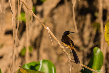  Troglodyte à miroir - Black-capped Donacobius