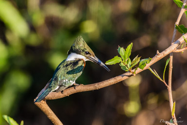 Martin-pêcheur vert   Martin-pêcheur vert - Green Kingfisher
